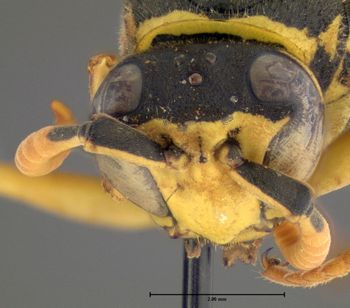 Media type: image;   Entomology 602765 Aspect: head frontal view